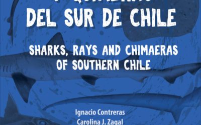 Tiburones, rayas y quimeras del sur de Chile